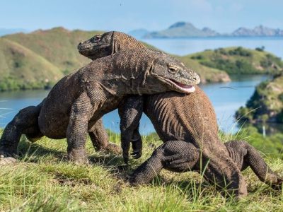 Varanus Komodoensis Merupakan Hewan Berbahaya Dan Langka