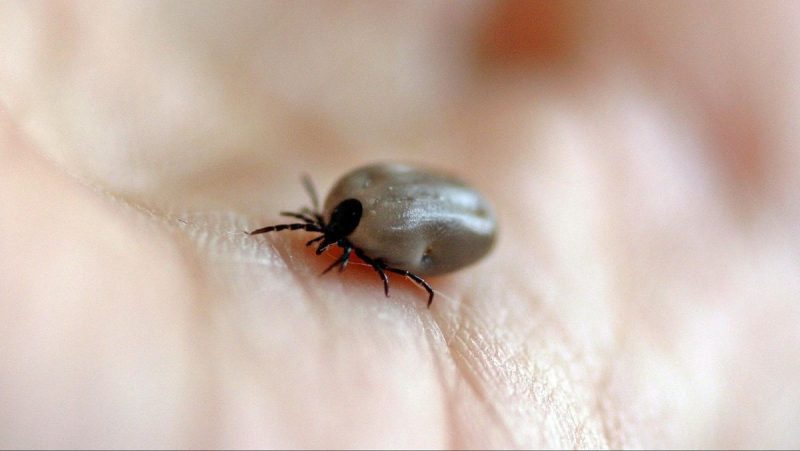 Organisme Parasit Yang Merugikan Inang Karena Bergantung