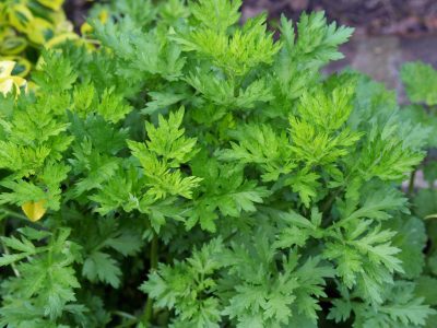 Artemisia Vulgaris Jenis Tanaman Herbal Yang Bernama Mugwort