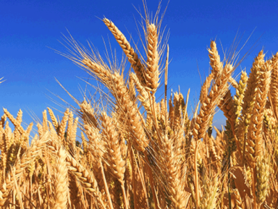 Tanaman Pangan Gandum Yang Sangat Bermanfaat