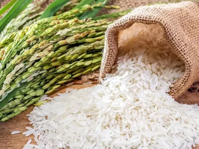 Pangan Utama Padi Yang Di Olah Menjadi Beras