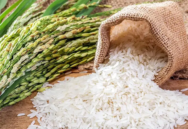 Pangan Utama Padi Yang Di Olah Menjadi Beras