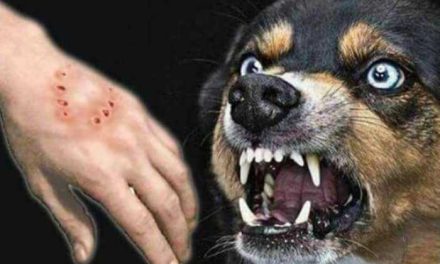 Infeksi Akut Yang Di Sebabkan Oleh Hewan Rabies