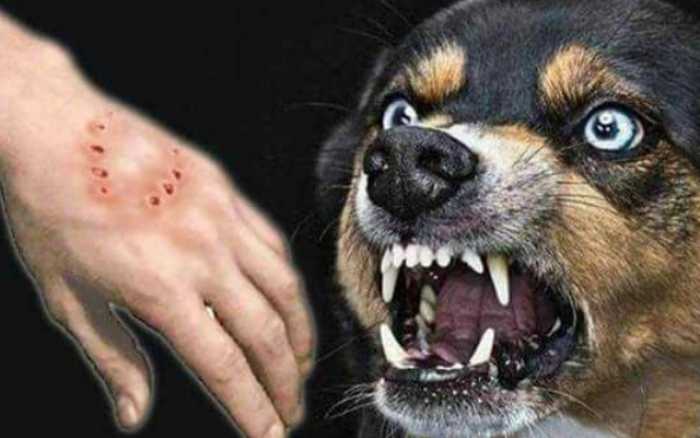 Infeksi Akut Yang Di Sebabkan Oleh Hewan Rabies