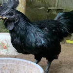 Ras Ayam Yang Paling Terkenal Yaitu Cemani