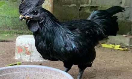 Ras Ayam Yang Paling Terkenal Yaitu Cemani