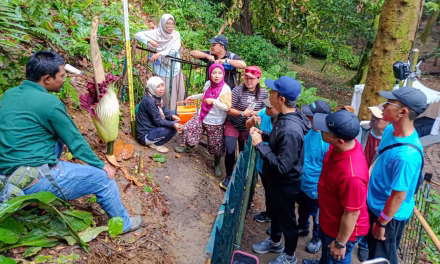 Biar Lancar, Cek Aturan Bunga Bangkai Di Bogor