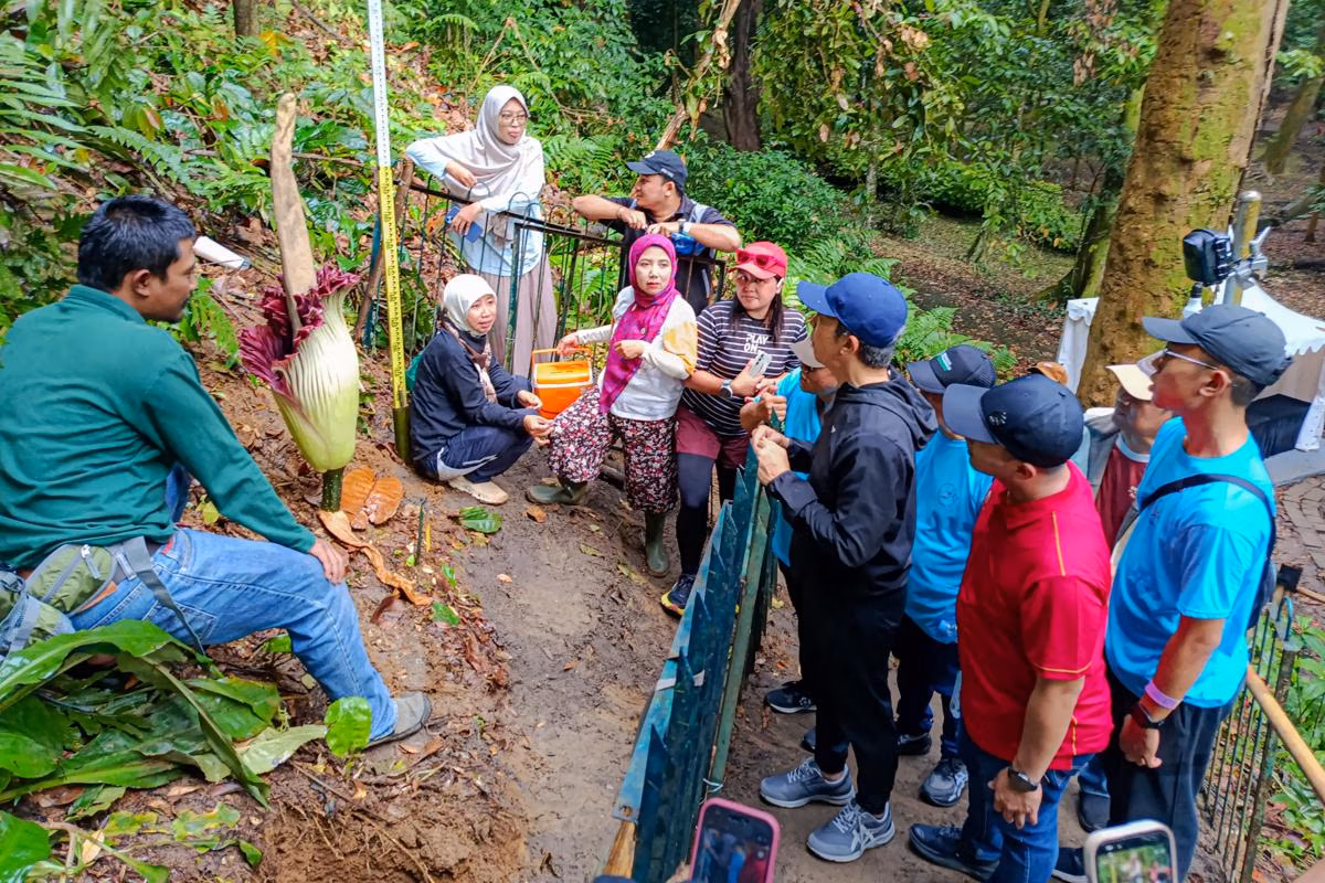Biar Lancar, Cek Aturan Bunga Bangkai Di Bogor