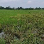 Dampak Rob Kendal: 100 Hektar Sawah Padi Berubah Wujud