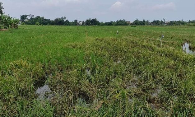 Dampak Rob Kendal: 100 Hektar Sawah Padi Berubah Wujud