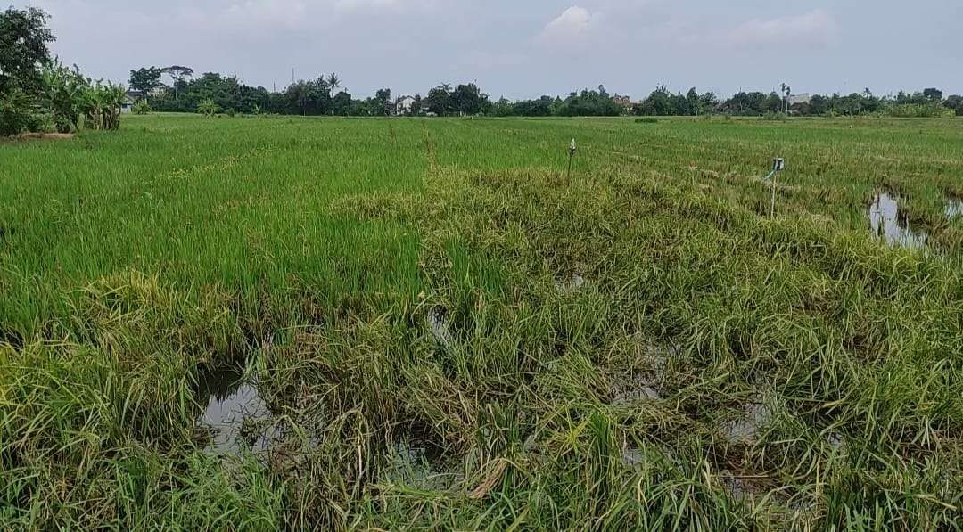 Dampak Rob Kendal: 100 Hektar Sawah Padi Berubah Wujud