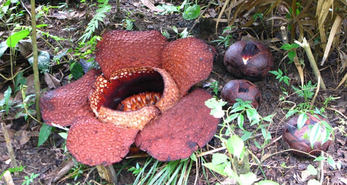 Primadona Bengkulu Muncul! Rafflesia Raksasa Resmi Mekar