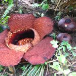 Primadona Bengkulu Muncul! Rafflesia Raksasa Resmi Mekar