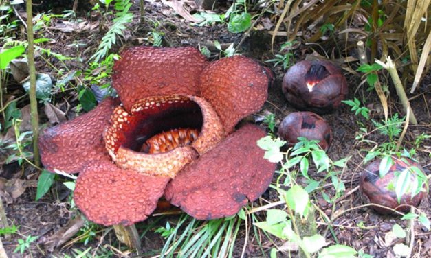 Primadona Bengkulu Muncul! Rafflesia Raksasa Resmi Mekar
