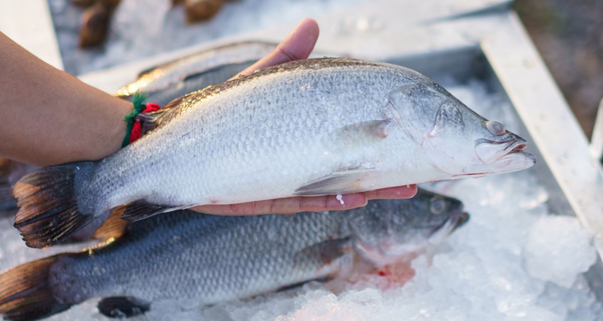 Bocoran Dari Chef: Cara Simpan Ikan Biar Awet Segar
