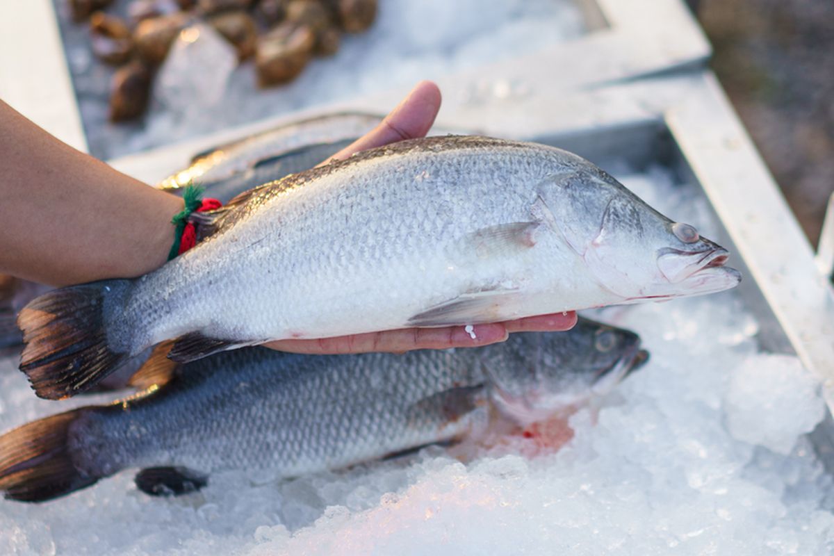 Bocoran Dari Chef: Cara Simpan Ikan Biar Awet Segar