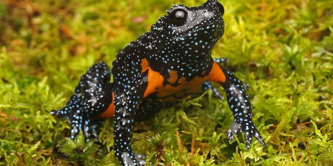 Katak India Yang “Hilang” Kini Terdeteksi Kembali Di Kamera
