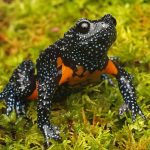 Katak India Yang “Hilang” Kini Terdeteksi Kembali Di Kamera