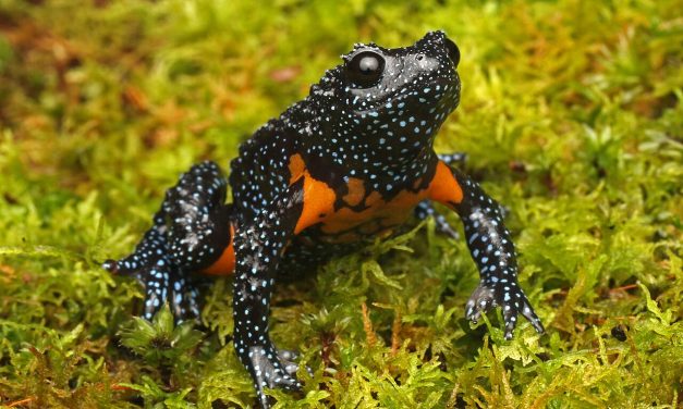 Katak India Yang “Hilang” Kini Terdeteksi Kembali Di Kamera