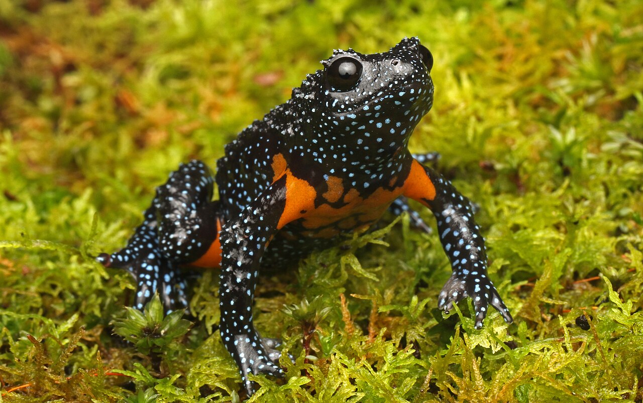 Katak India Yang "Hilang" Kini Terdeteksi Kembali Di Kamera
