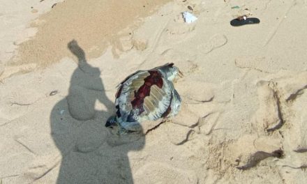 Tragis! Dua Penyu Luka Di Temukan Tewas Di Gunungkidul