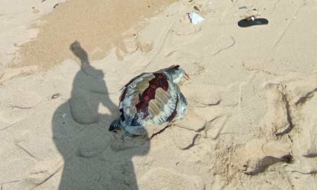 Tragis! Dua Penyu Luka Di Temukan Tewas Di Gunungkidul