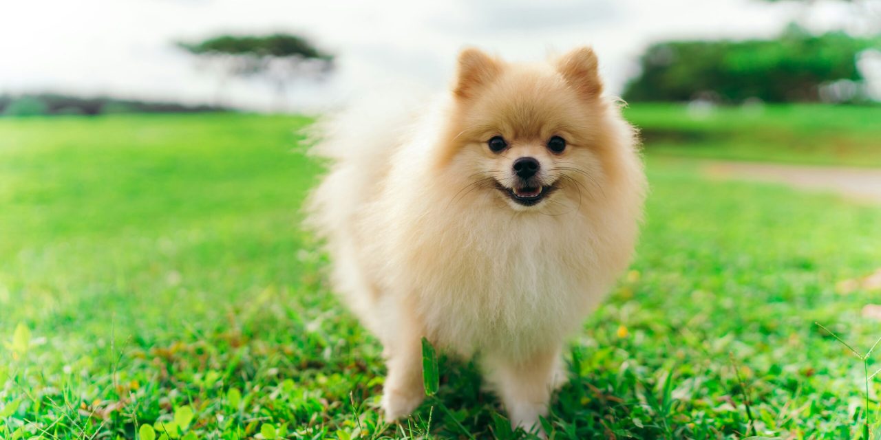 Anjing Mini Favorit, Pas Banget Buat Di Rumah!