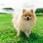 Anjing Mini Favorit, Pas Banget Buat Di Rumah!