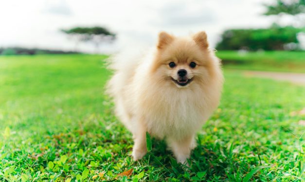 Anjing Mini Favorit, Pas Banget Buat Di Rumah!