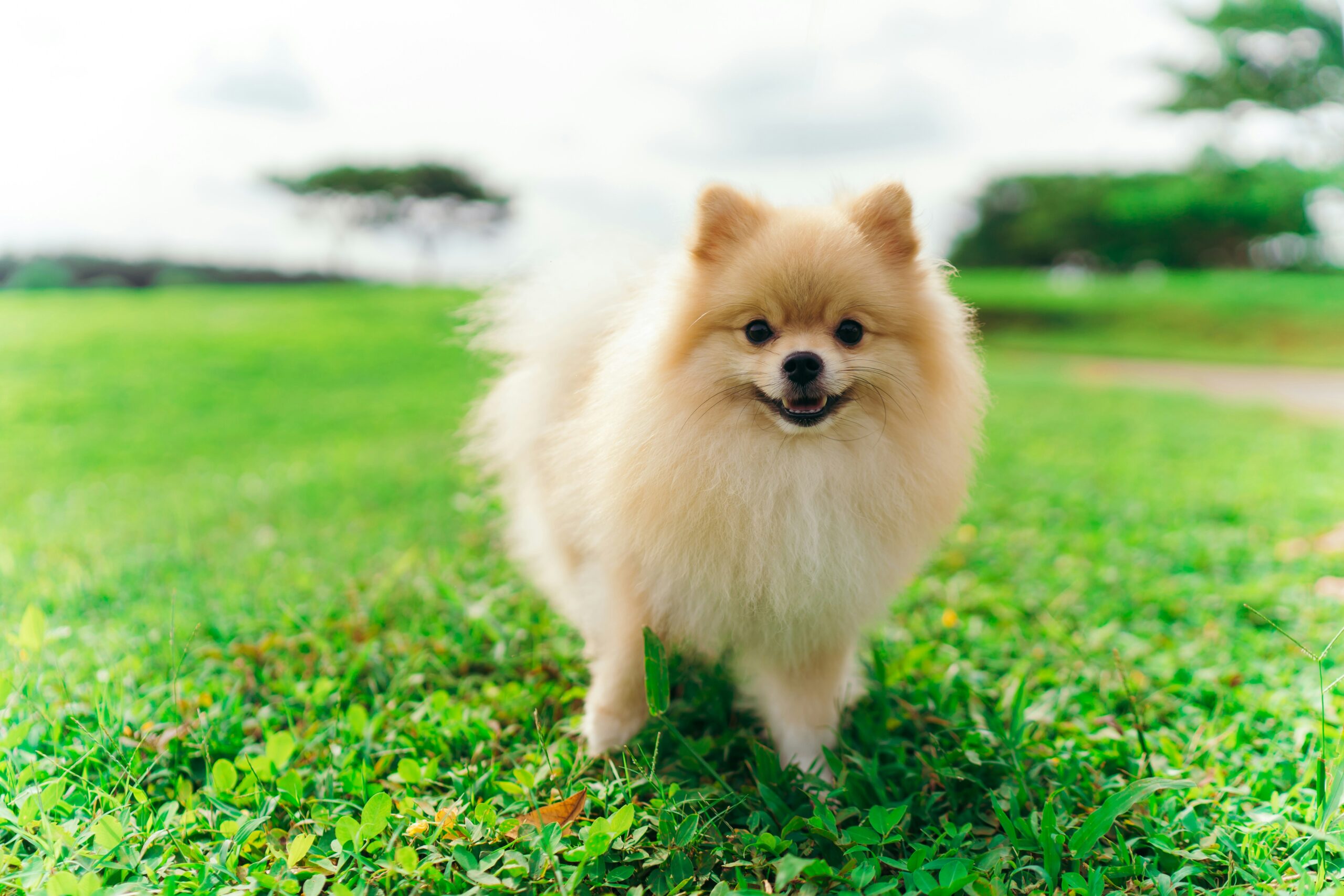Anjing Mini Favorit, Pas Banget Buat Di Rumah!